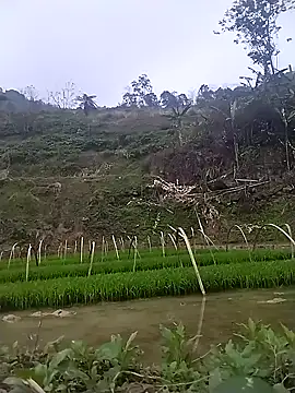 hoho-hihi 在線直播表演