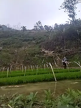 hoho-hihi 网络视讯表演