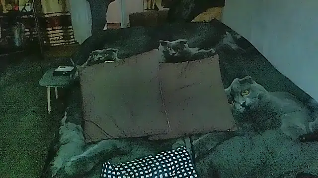 sex2's Live XXX Chat