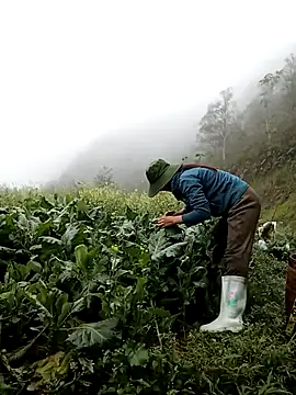 แชท XXX สดของ ngan-cute