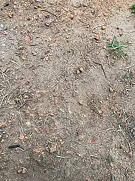 little_shadow Chat XXX live