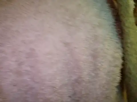 แชท XXX สดของ Samantha_Squirt@xh