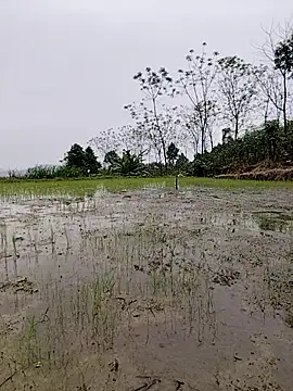 Tin_tanny 网络视讯表演