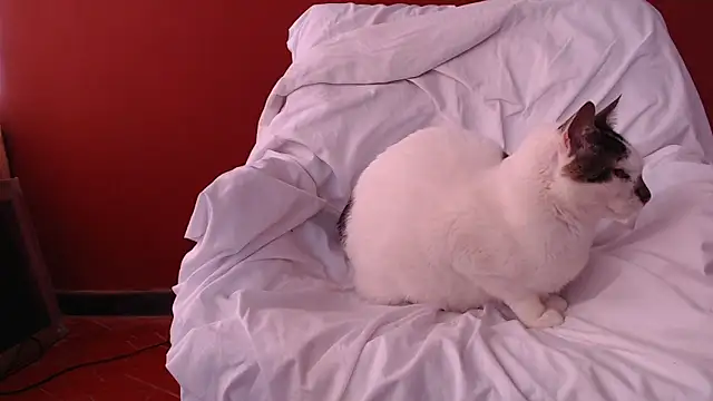 Freyja_eter Adlı Modelin Canlı XXX Sohbeti