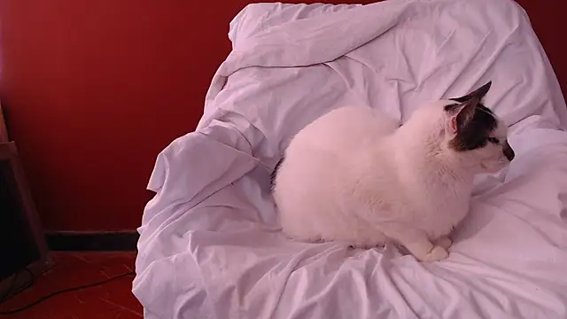 Freyja_eter 现场XXX聊天