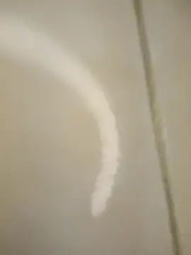 Foxylisaflores' Live XXX Chat