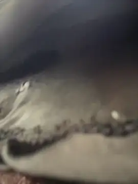 Natalia_vidal Pertunjukan Webcam