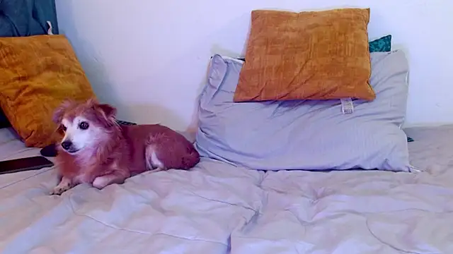 Chatroom XXX en direct de cedrixx10