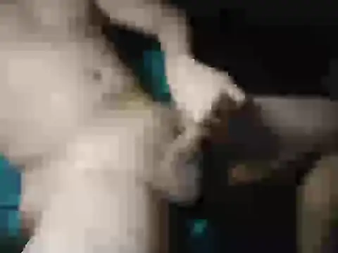 Chavivito Webcamshow