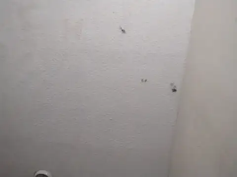 247Srokin: διαδικτυακό σόου στην κάμερα