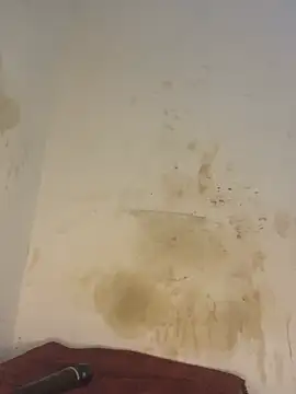 AngelaZamera Live XXX-chat