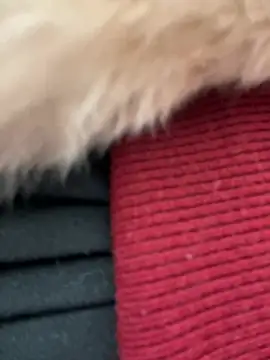 littleqiu 网络视讯表演