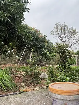 Naughty___asian Show Webcam