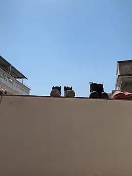 daaqnn 网络视讯表演