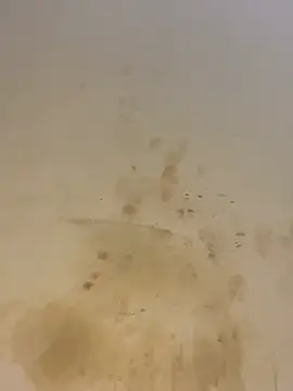 AngelaZamera Live XXX-Chat