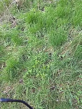 nataliecdlive's Webcam Show