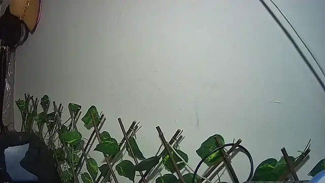 nicoltatiana_ live XXX chat