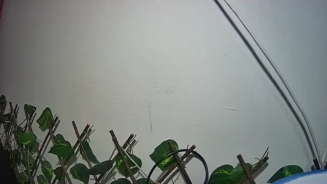 nicoltatiana_のライブXXXチャット