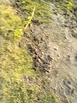 jellydicks – webcam-show