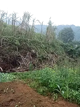 nangmo's Webcam Show