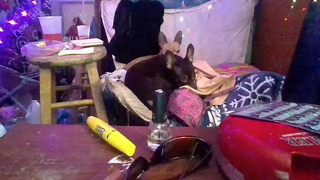 fantasymade69 现场XXX聊天