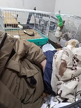 youheikun 在線直播表演