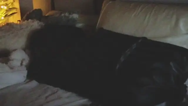 ivynyxx élő XXX-chatje