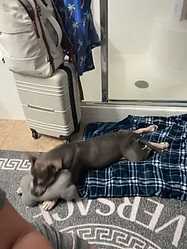 دردشة Goddessxxrosexx الجنسية المباشرة