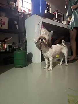 دردشة Diannellove الجنسية المباشرة