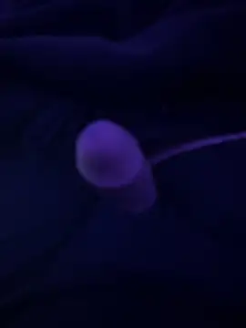 Show webcam de crossroad25