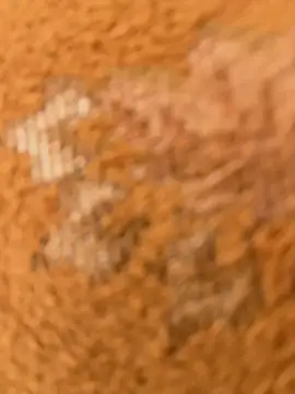 Živý XXX chat eveangelll