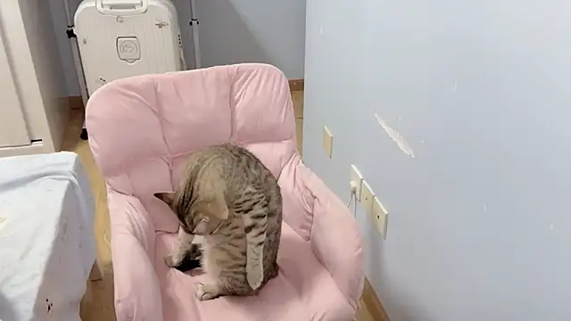 แชท XXX สดของ 1X-NanNan