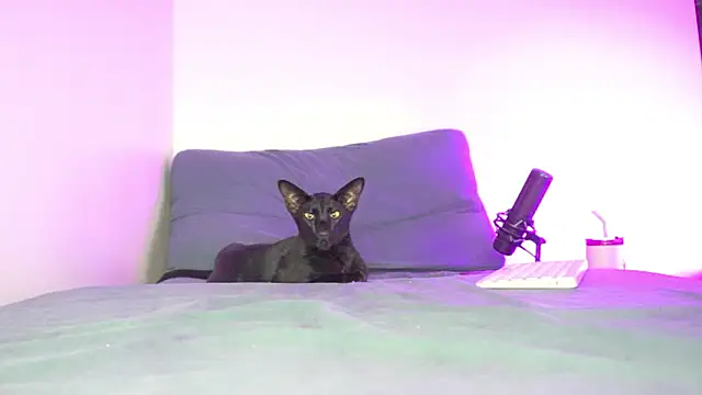 findomfeet Chat XXX in diretta