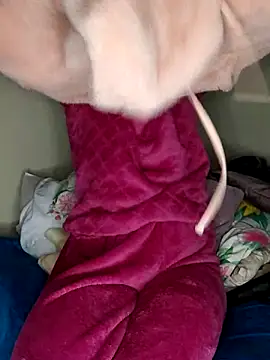 kinkyginger23 웹캠 쇼