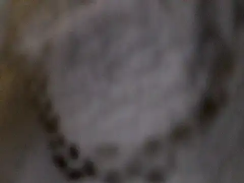 CatleyaSmith Live XXX Chat