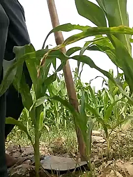 ThethunderPo Show Webcam