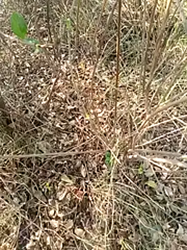 BIG_BLACK_12 Chat XXX in diretta