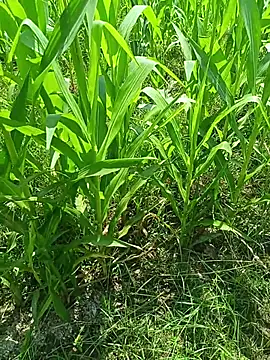 Jyoti_telugu's Live XXX Chat