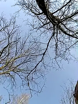 Show de Nikeyone2 na webcam