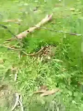 Cuervo_maniaco's Webcam Show