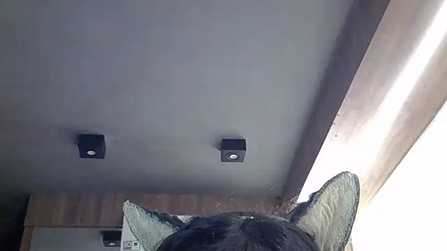 SkinnyKitten Webcam show