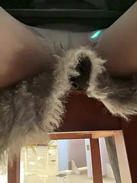 petoys ওয়েবক্যাম শো