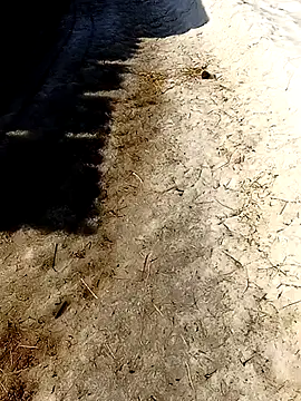 _uncle_Mitya-43_のウェブカメラショー