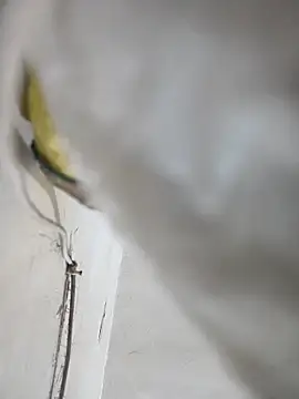 DreamyCoupleXのライブXXXチャット