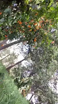 Jacovo2002's Webcam Show