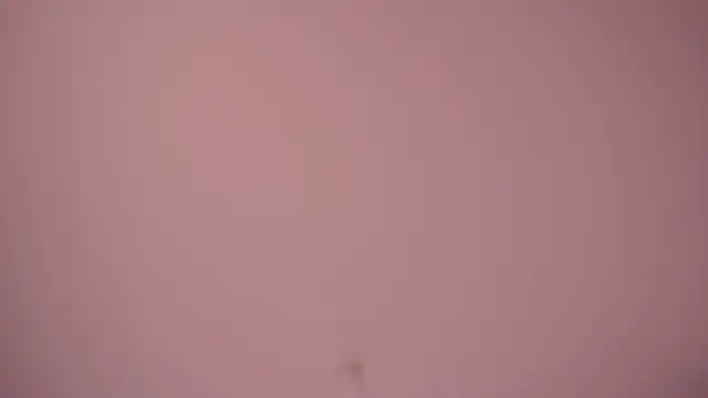 bella_adams_ Live XXX Chat