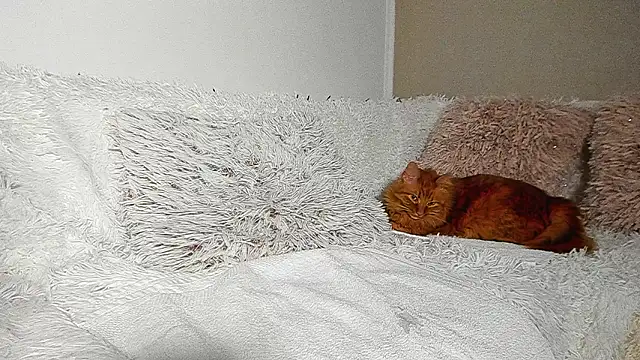 Chat +18 de BrianaDiamondXXX ao vivo