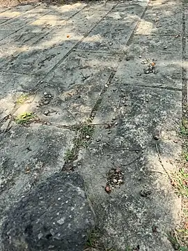 black-1406 在線直播表演