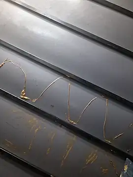 Webkamerová show bobbybullit