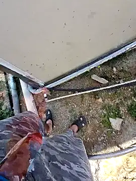 عرض كام Mahmut4848